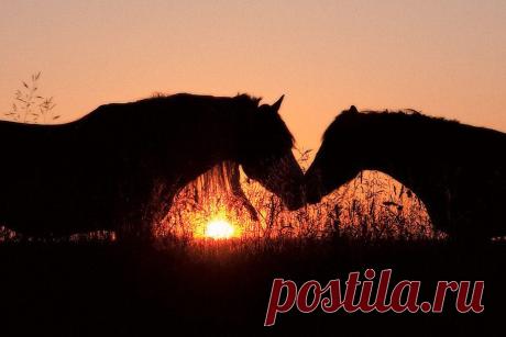 (87) Одноклассники