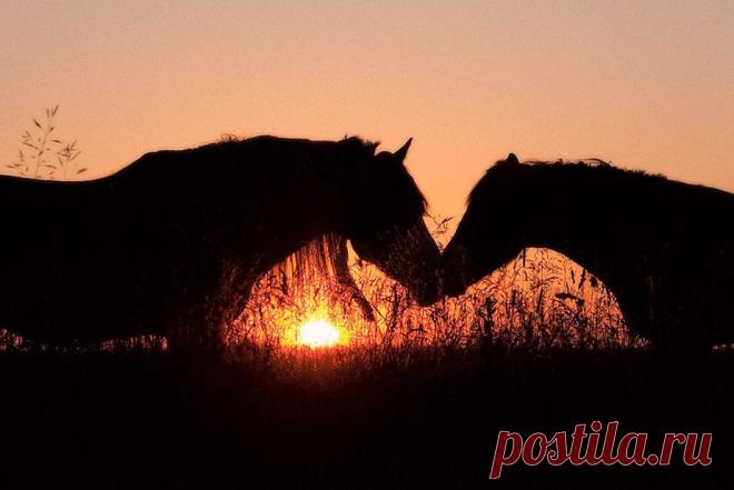 (87) Одноклассники