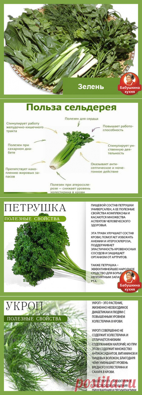 Как хранить зелень: советы и секреты