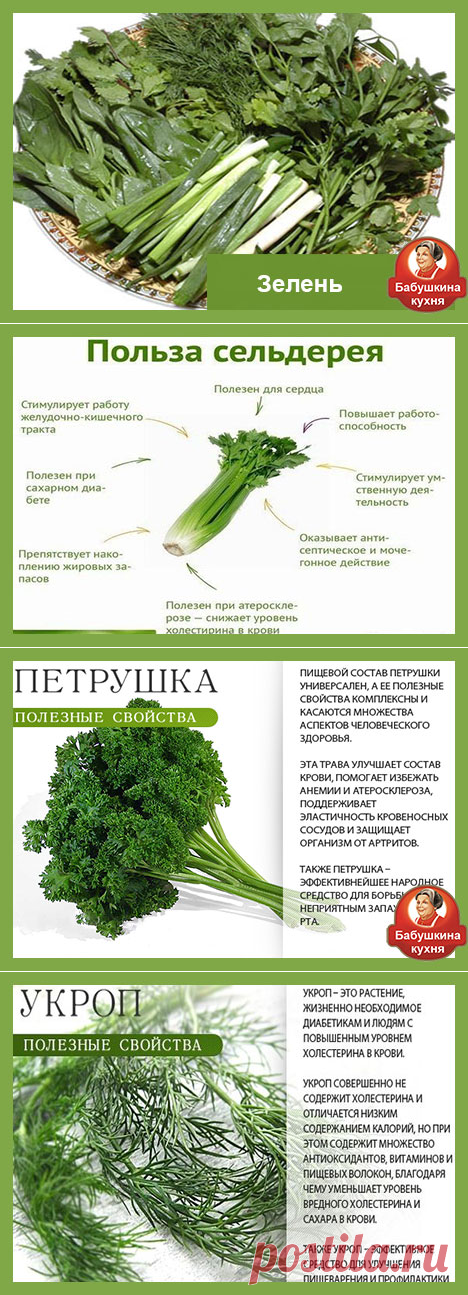 Как хранить зелень: советы и секреты