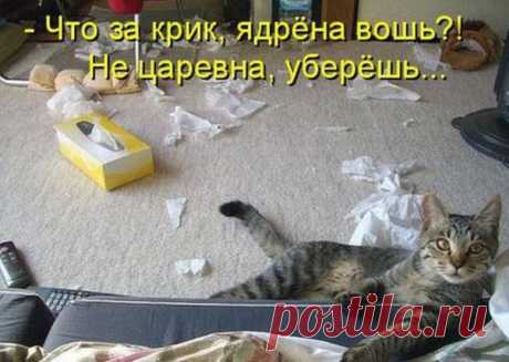 КОШКИ
