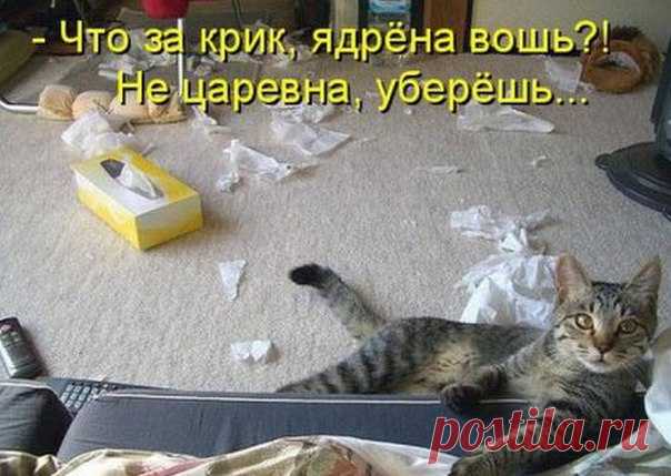 КОШКИ