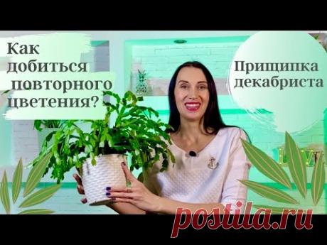 🌿✅ХИТРОСТЬ КАК ЗАСТАВИТЬ ДЕКАБРИСТ ЦВЕСТИ ПОВТОРНО/КАК ПРИЩИПЫВАТЬ ДЕКАБРИСТ (ШЛЮМБЕРГЕРУ)
