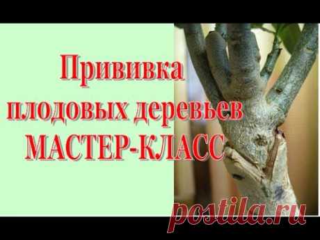 Прививка плодовых деревьев, МАСТЕР КЛАСС - YouTube