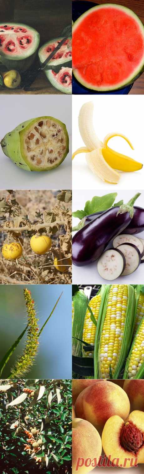 Продукты, мутациям которых мы только рады