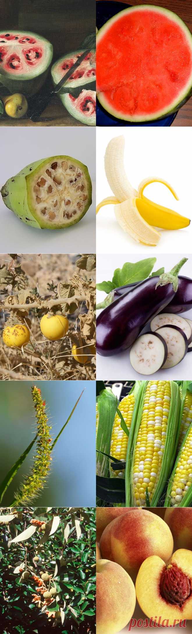 Продукты, мутациям которых мы только рады