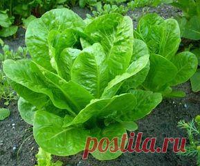 Салат-латук. Целебные свойства. Рецепты.