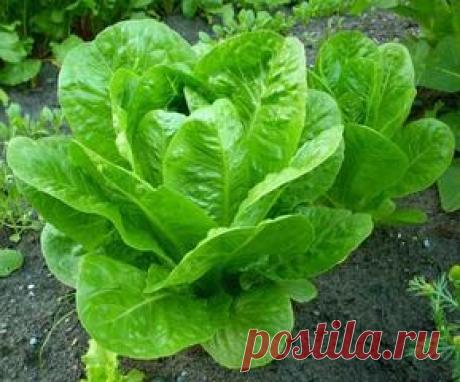 Салат-латук. Целебные свойства. Рецепты.