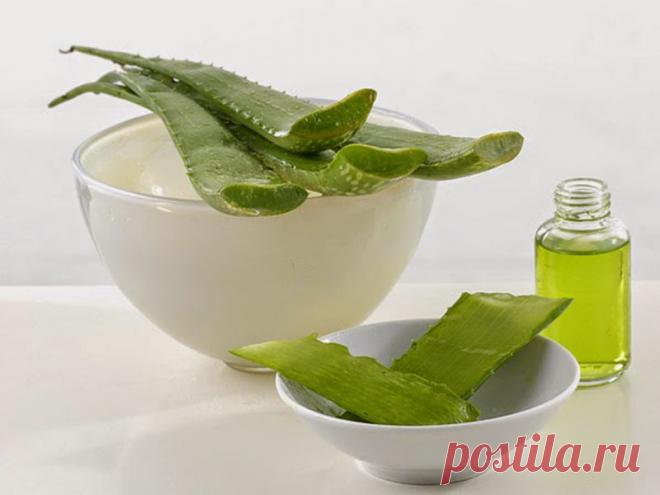 Потрясающие свойства алоэ