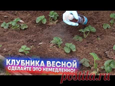 Клубника весной   сделайте это немедленно!
