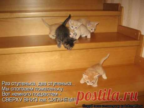 Забавные животные