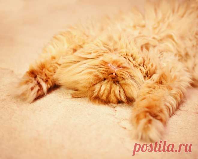 Рыжий перс Garfi