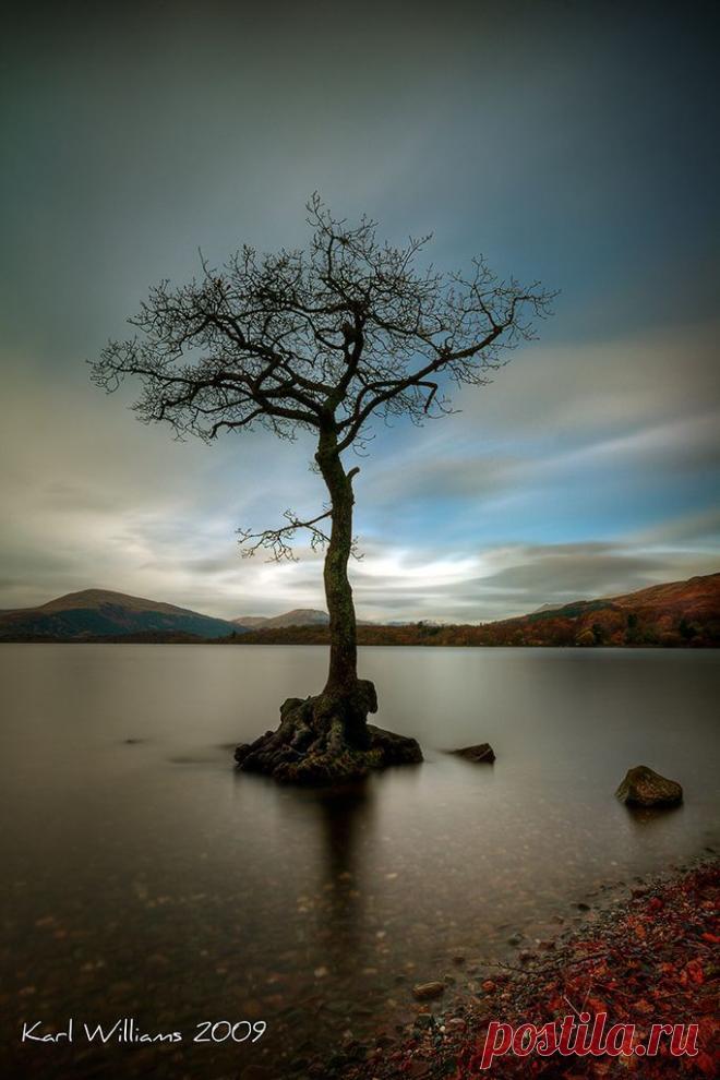 Milarrochy Tree (1) | Tree & Path