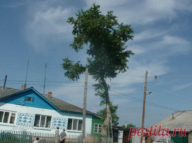 не пилите дерева мужики, не пилите