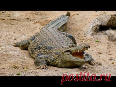 Крокодильи разборки, 2010 NatGeo Wild