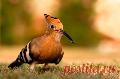 Животные крупным планом Роберта Адамека (Robert Adamec) — Фотоискусство