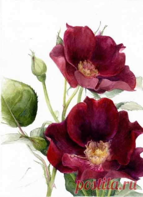 #Художник Elaine Searle #акварель - Виртуальная Академия Живописи