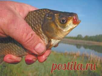 Про Карасика-рыболова Карасик и 