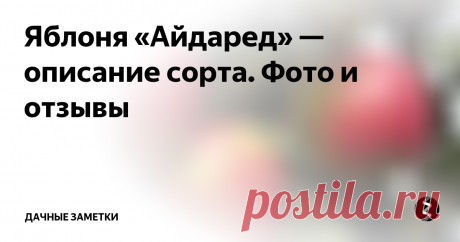Яблоня «Айдаред» — описание сорта. Фото и отзывы «Айдаред» — сорт яблони американской селекции, выведенный в 1935 году, который сегодня довольно широко распространен в южных районах России. Сорт относят к зимнему или позднезимнему, потому что плоды созревают поздно — в первой половине октября и не осыпаются до наступления морозов. Так как селекция американская, а там на первом месте стоит коммерческое использование, то вполне естественно, что со