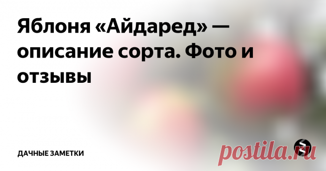 Яблоня «Айдаред» — описание сорта. Фото и отзывы «Айдаред» — сорт яблони американской селекции, выведенный в 1935 году, который сегодня довольно широко распространен в южных районах России. Сорт относят к зимнему или позднезимнему, потому что плоды созревают поздно — в первой половине октября и не осыпаются до наступления морозов. Так как селекция американская, а там на первом месте стоит коммерческое использование, то вполне естественно, что со