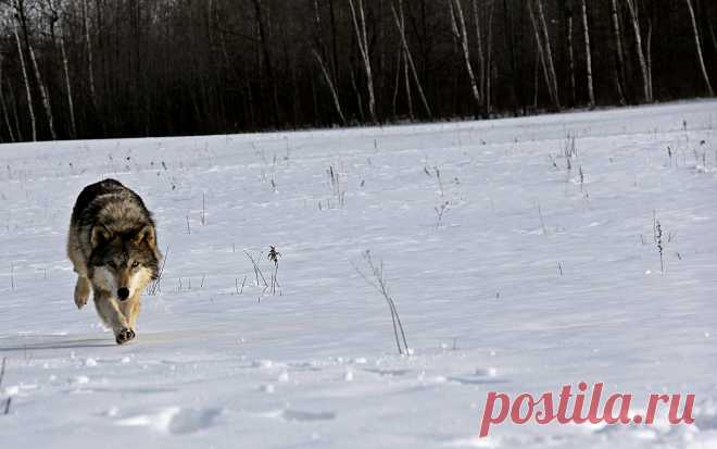 Winter_April2013 | Minnesota Wildlife Connection Sandstone, … | McKenzie Greenly | Flickr