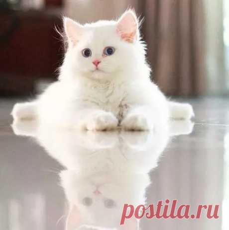 Google+