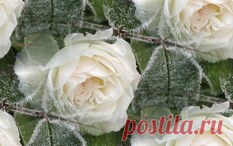 розы