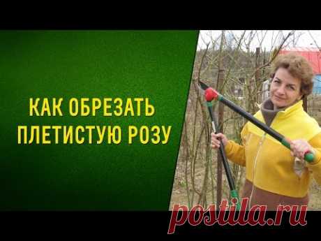 Как обрезать плетистую розу. Нужен секатор - кусторез, сучкорез!