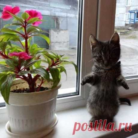 Котенок маленький, как цветочек аленький