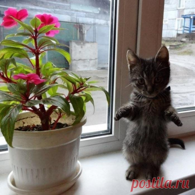 Котенок маленький, как цветочек аленький