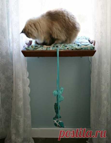 17 полезных советов для тех, у кого есть кошка