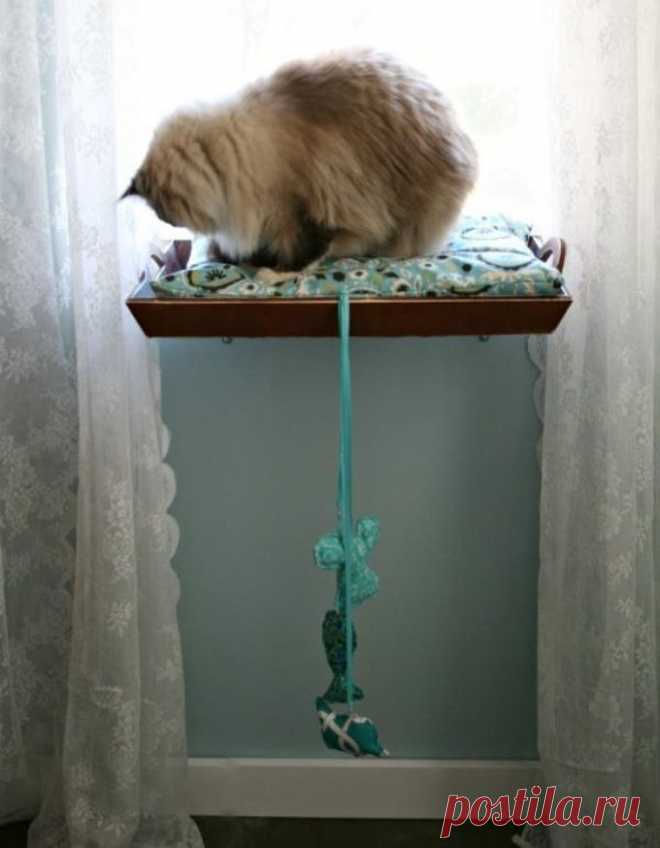 17 полезных советов для тех, у кого есть кошка