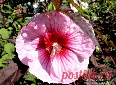 СЕМЕНА ТРАВЯНИСТЫХ ГИБИСКУСОВ - №12-17-7шт