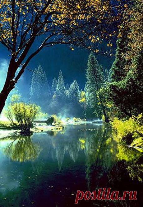 легенда о дереве