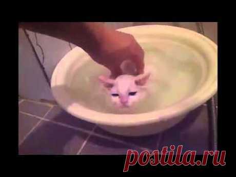 (+1) - Кошка и вода. | Четвероногий юмор