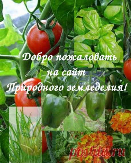 Уральский огород - без особых хлопот!: ПРИРОДНОЕ ЗЕМЛЕДЕЛИЕ!