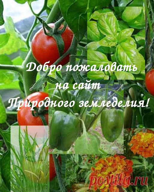 Уральский огород - без особых хлопот!: ПРИРОДНОЕ ЗЕМЛЕДЕЛИЕ!
