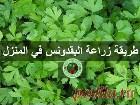 طريقة زراعة البقدونس ( المقدونس ) فى المنزل (1)  How to grow parsley indoors