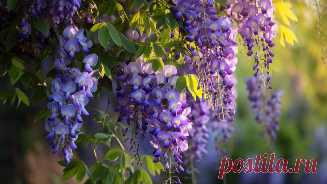 Wisteria/Глициния
- это название цветка и растения, которое происходит от латинского слова. 
Во многих культурах wisteria ассоциируется с красотой, изобилием и очарованием. 
Это красивое растение с гроздьями фиолетовых или розовых цветов, которые зачастую используются для украшения садов и дворов.