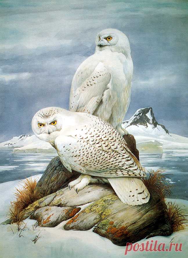 Картины Живой природы. Птицы (109 работ) » Страница 3 » Картины, художники, фотографы на Nevsepic