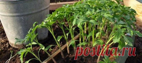 Поможем урожаю. Cредствa для защиты растений