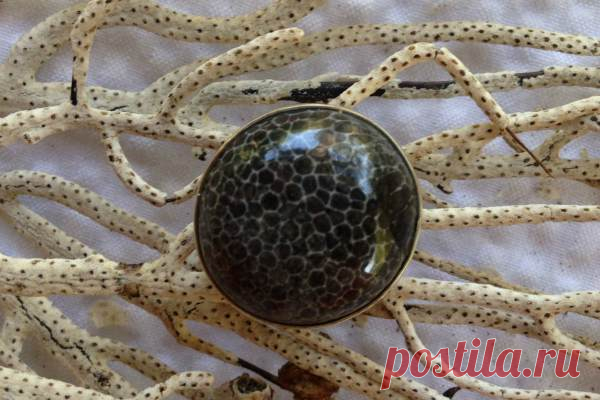 Черный коралл: украшения, магические свойства, кому камень подходит по знаку зодиака, добыча и способы обработки, цена