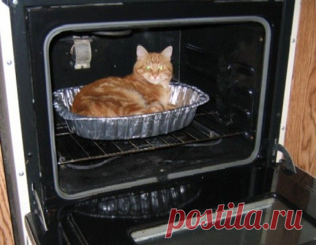 18 необычных котов, которые предпочитают необычные места обитания