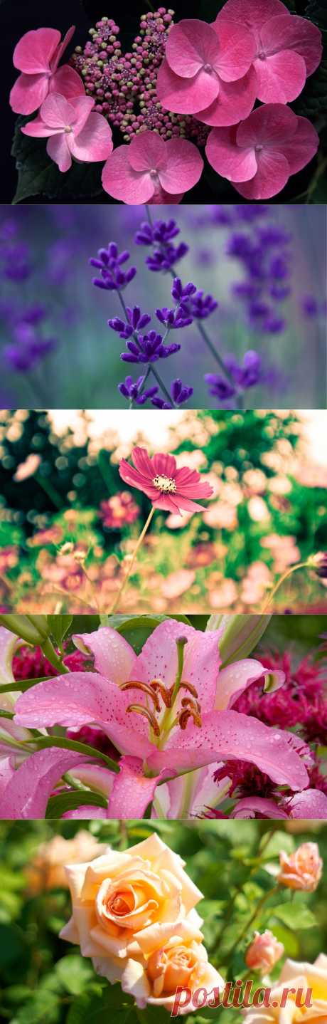 Просто цветы для хорошего настроения