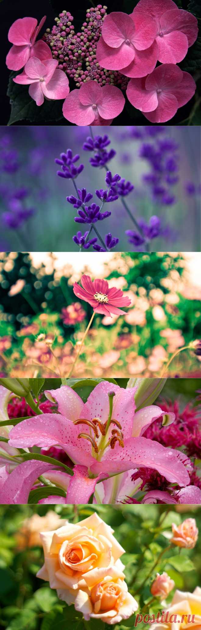 Просто цветы для хорошего настроения