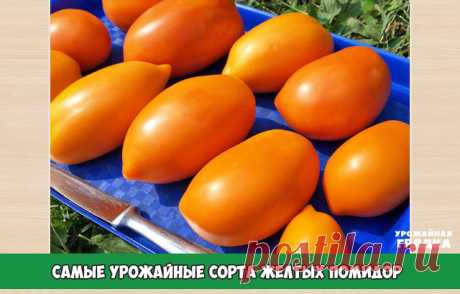 Самые урожайные сорта желтых помидор 

«Золотые купола» – урожайность 15 кг/м. кв. Плоды округлые, немного вытянутые, как церковные купола весом по 400 г, приятного, нежного вкуса. Недостатком является малый срок хранения, невозможность транспортировки. Употребляется в свежем виде или пускается на сок. 

«Золотой юбилей F1» приносит до 15 кг урожая с квадратного метра. Выращивается только в теплицах. Вырастает до 150 см. Плоды четырехкамерные, мясистые, сочные, весом 150-3...