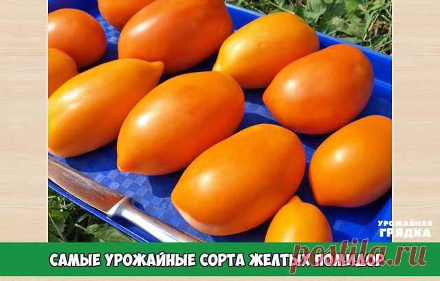 Самые урожайные сорта желтых помидор 

«Золотые купола» – урожайность 15 кг/м. кв. Плоды округлые, немного вытянутые, как церковные купола весом по 400 г, приятного, нежного вкуса. Недостатком является малый срок хранения, невозможность транспортировки. Употребляется в свежем виде или пускается на сок. 

«Золотой юбилей F1» приносит до 15 кг урожая с квадратного метра. Выращивается только в теплицах. Вырастает до 150 см. Плоды четырехкамерные, мясистые, сочные, весом 150-3...
