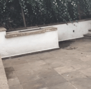 Good Lion,funny GIFs Good Lion, Find More funny GIFs on GIF-VIF