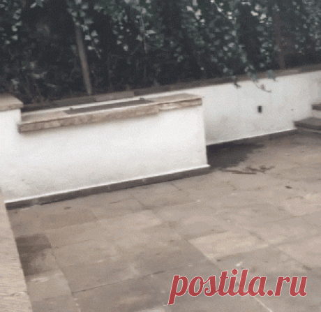 Good Lion,funny GIFs Good Lion, Find More funny GIFs on GIF-VIF