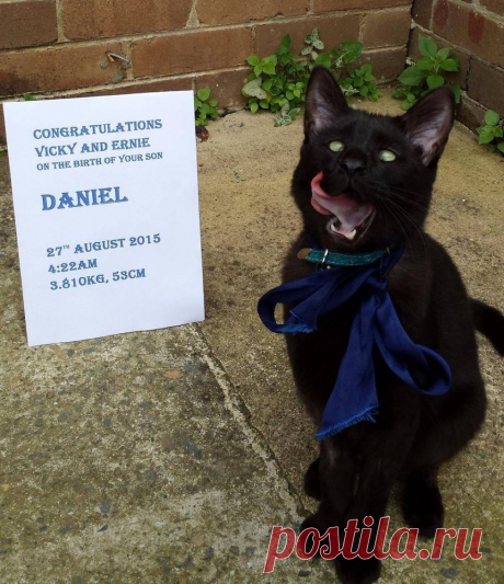 Vet Clinic Saves Cross-eyed Cat Abandoned on Doorstep, Cat Returns the Favor. - Love Meow